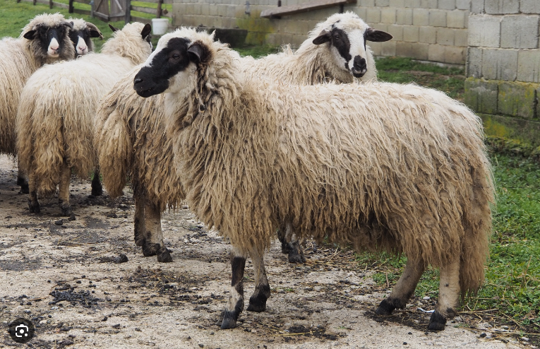 Sjenička pramenka – najbolja rasa ovaca za uzgoj u Sjenici