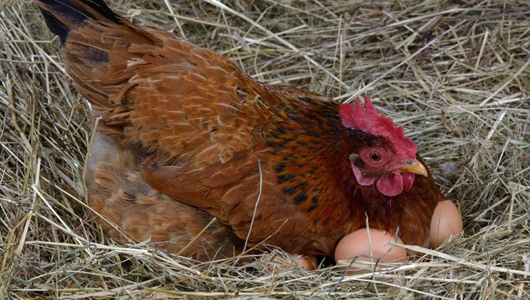 Peritonitis (upala trbušne maramice) kod kokošaka: simptomi i prevencija