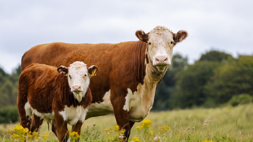 Nutritivni benefiti huminske kiseline u stočarstvu: Unapređenje performansi i bezbednosti proizvoda