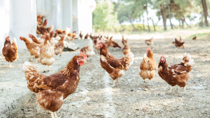 5 vrsta živine koje su pogodne za uzgoj, a nisu kokoške