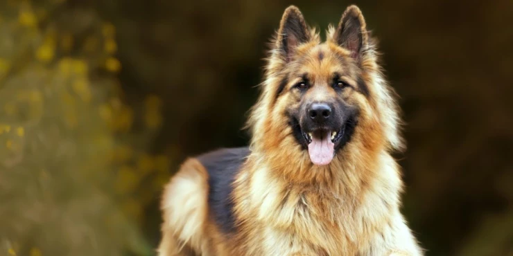 10 najboljih pasa čuvara za domaćinstvo