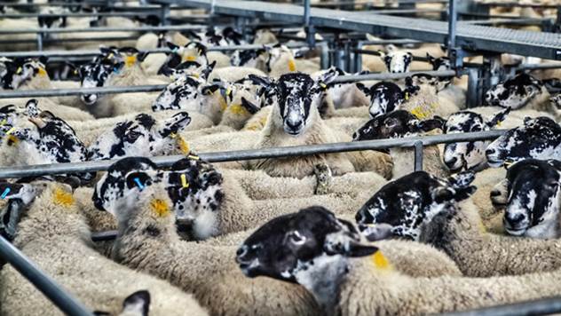 Koji su optimalni mikroklimatski uslovi u ovčarniku
