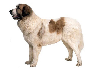 pirinejski mastif pas cuvar